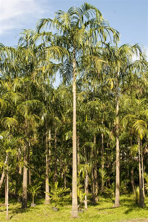 palmeira carpentaria - palmeira leque